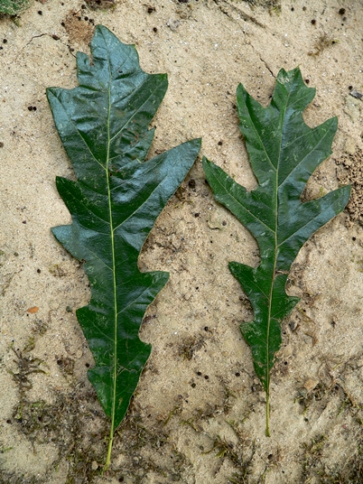 {Quercus lyrata}